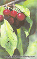 Okanagan Cherries I