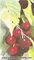 Okanagan Cherries II