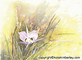 Mariposa Lily