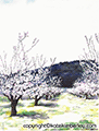 Abandoned Orchard