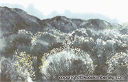 Rabbitbush III
